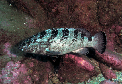 threatened species ID Black Cod