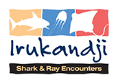 Irukandji Shark & Ray Encounters is a unique interactive aquarium that allows visitors to experience ocean life in a new and exciting way at an affordable price.

Irukandji's ultimate purpose is to connect visitors to our natural world by introducing them first hand. Education on conservation plays a major roll at the attraction with visitors passion and empathy to the fish family helping to promote a healthy ocean for their wild cousins.