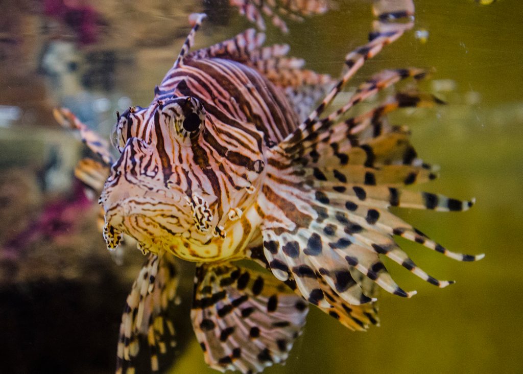 A new aquarium is coming to Anna Bay