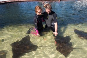 feed rays in the lagoon