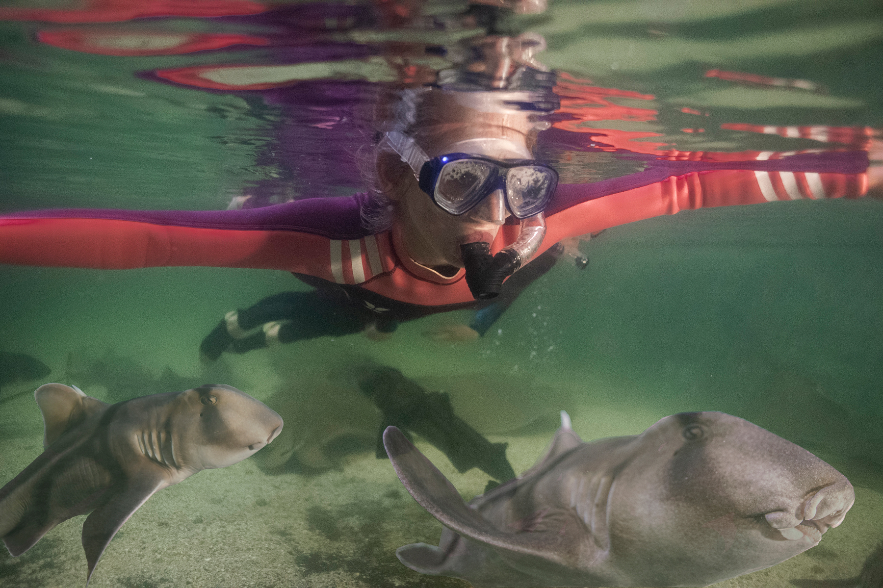 snorkel with sharks