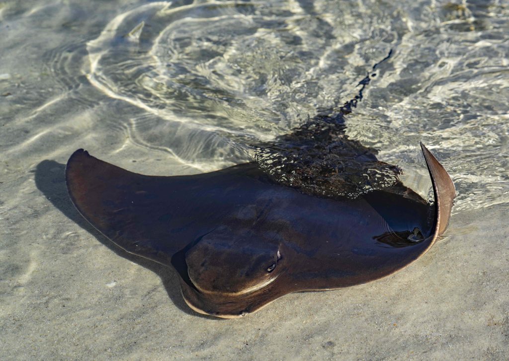eagle ray encounters at Irukandji