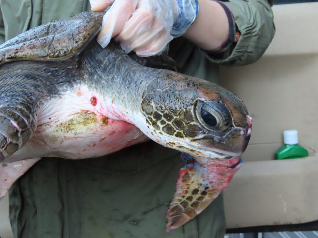 turtle rescue with Irukandji