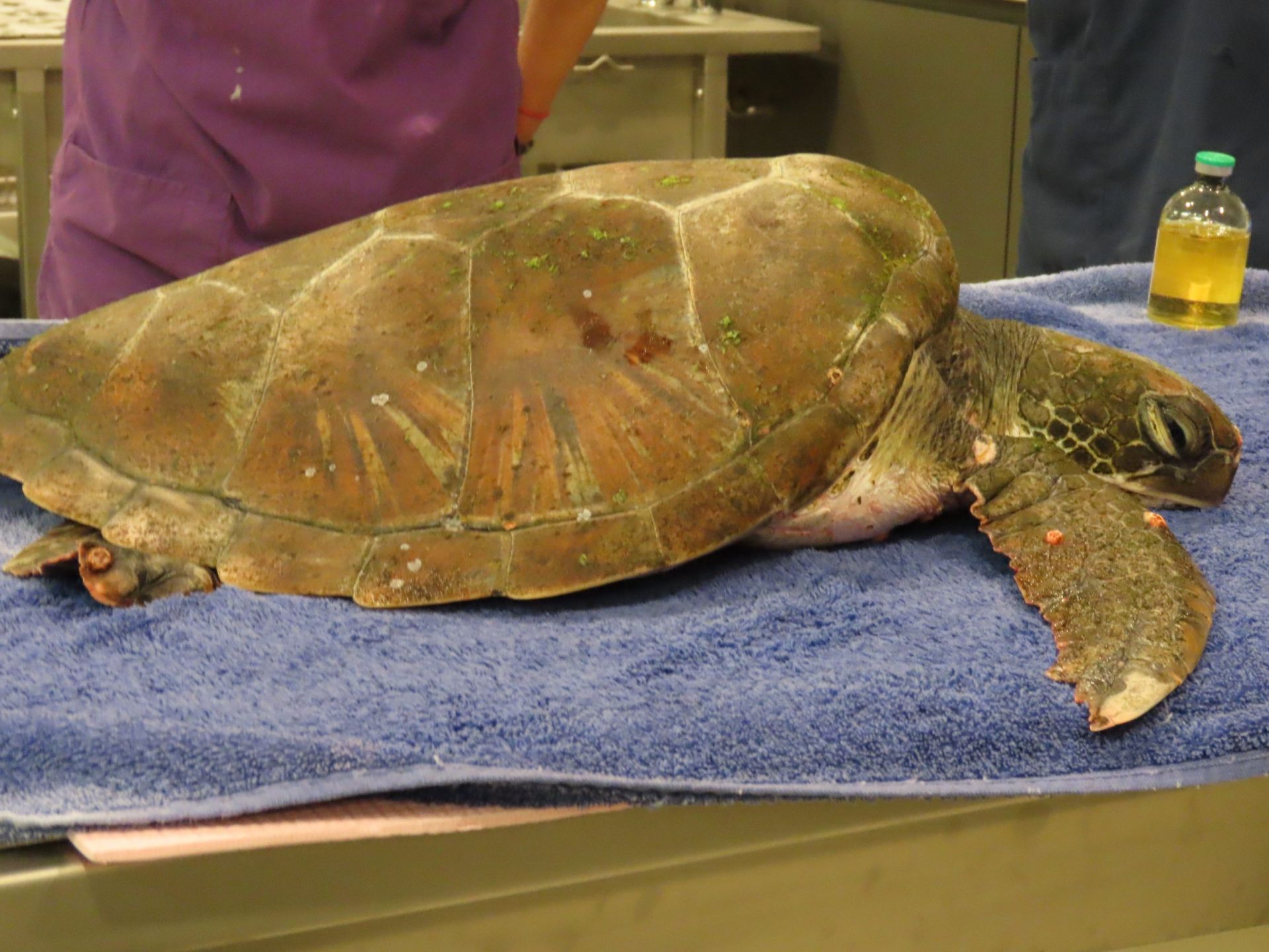 turtle injury