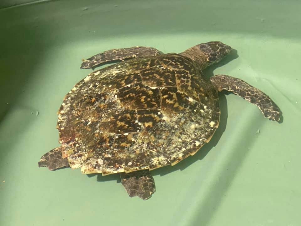 Turtle rescue Port Stephens