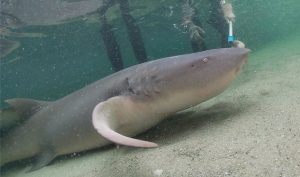 Tawny nurse shark