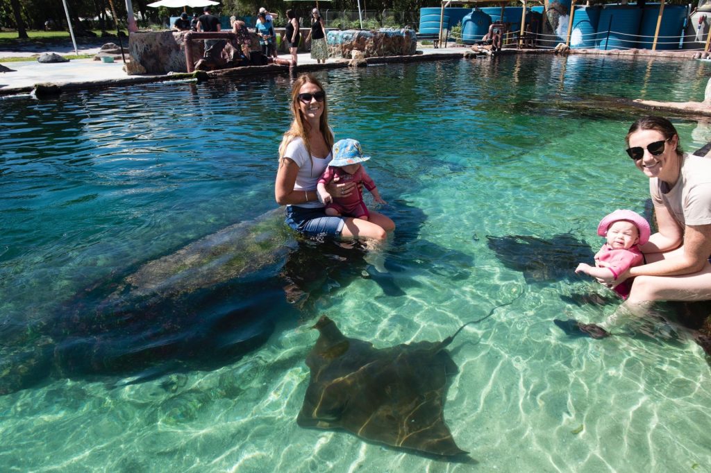 rays and sharks in port stephens