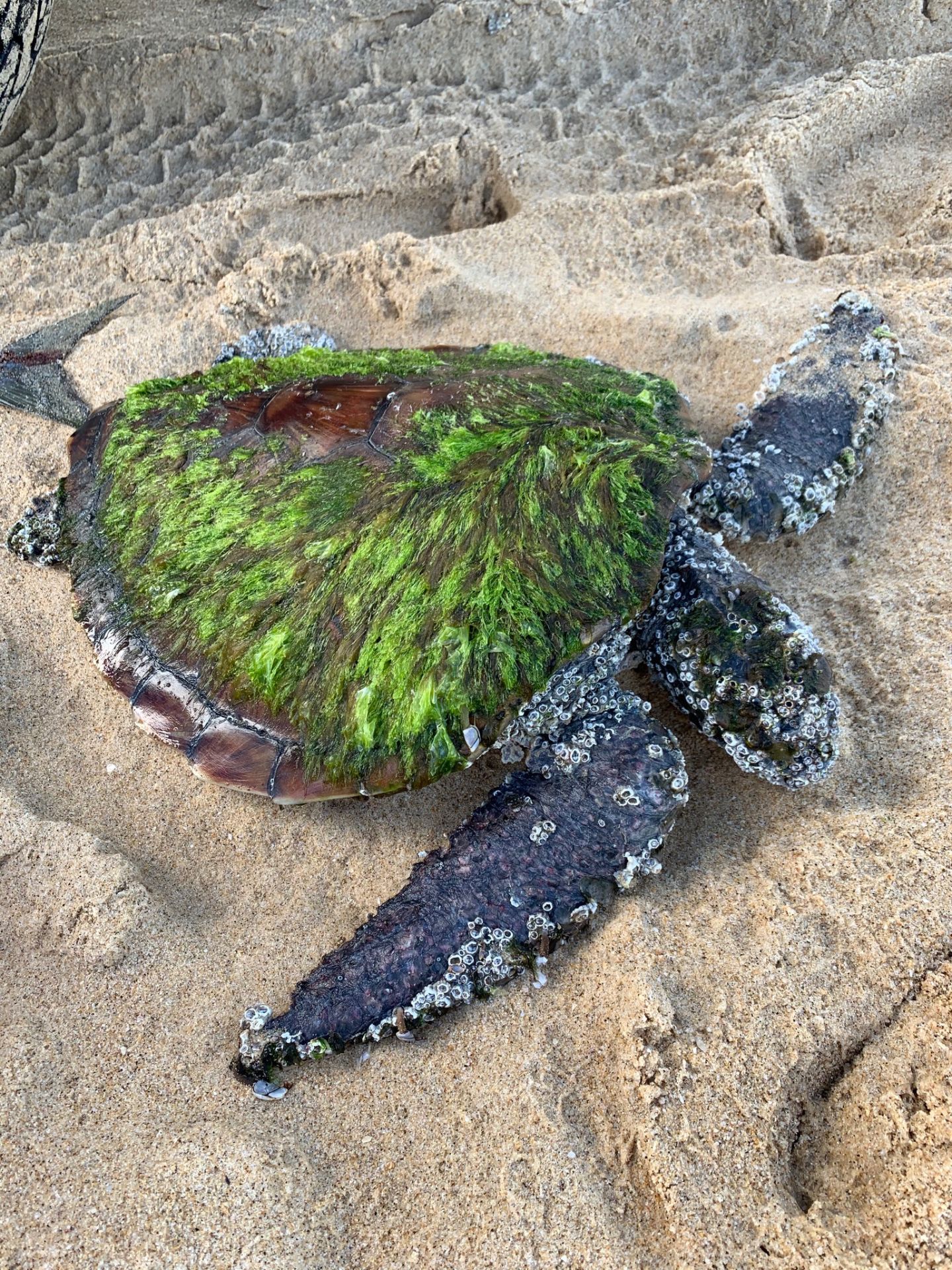 Turtle rescue port stephens