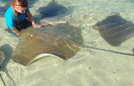 caring for rays in Port Stephens