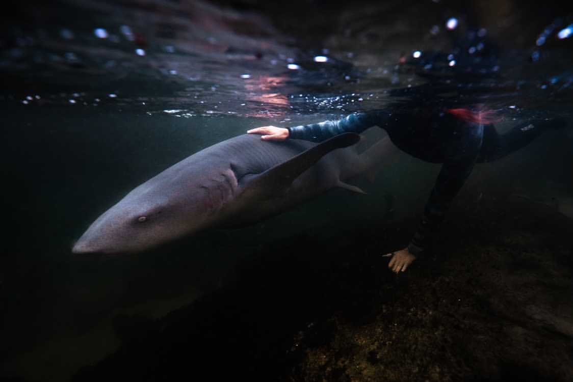 Staff with tawny nurse shark at Irukandji Shark & Ray Encounters Anna Bay