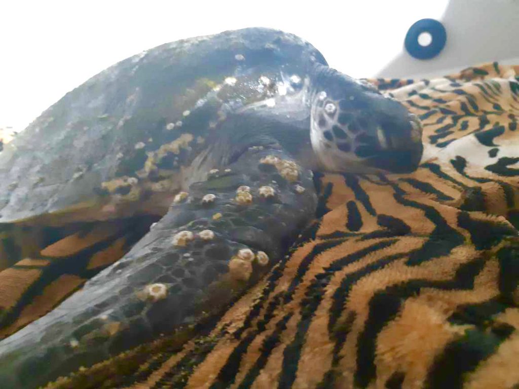 Sea turtles port stephens