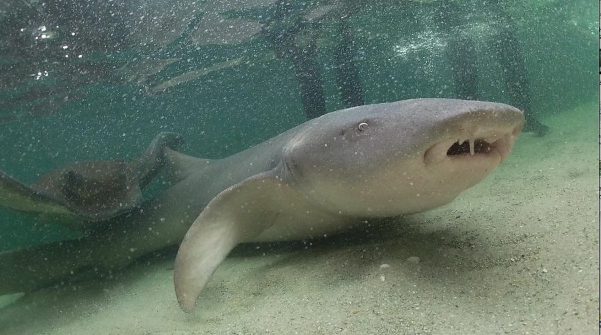 Spotting Sharks & Sea Turtles in Port Stephens - Shark Encounters