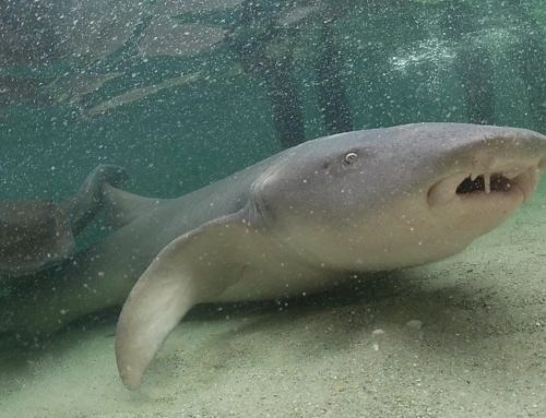 Tawny Nurse Shark Feeding in Port Stephens