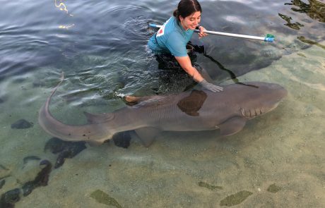 caring for sharks in Port Stephens