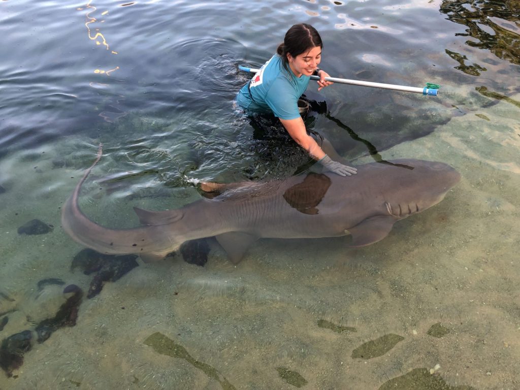 caring for sharks in Port Stephens