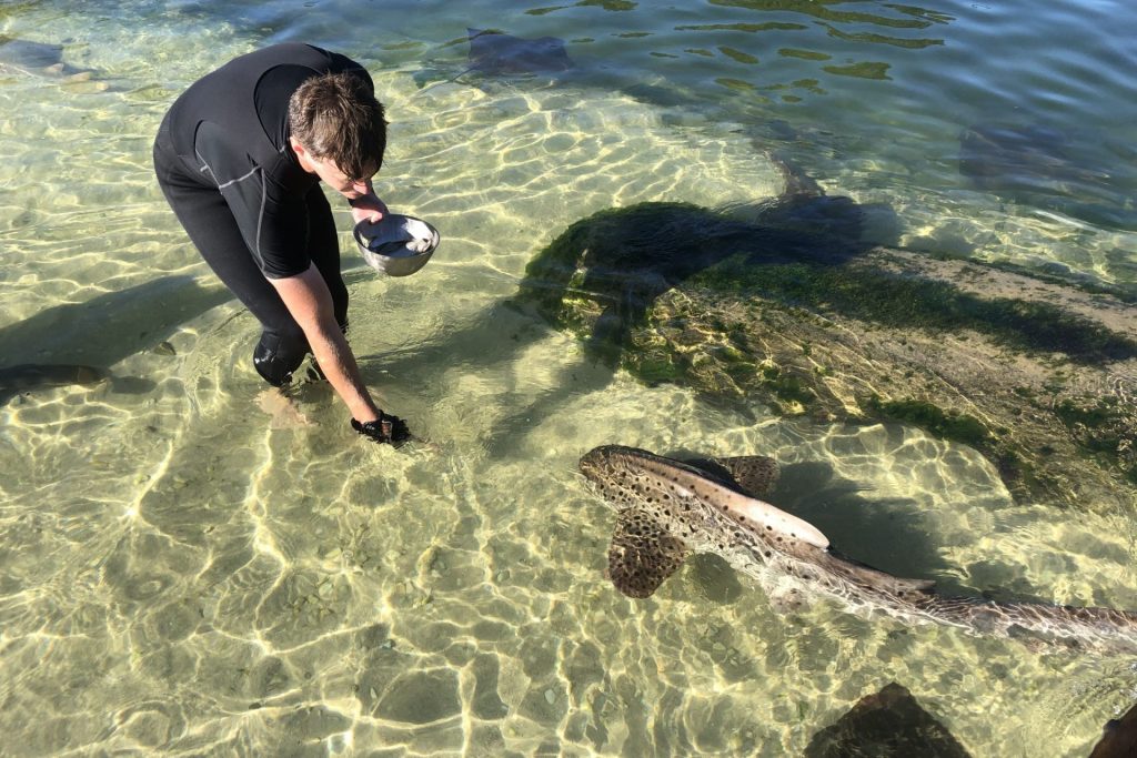 Feeding zebra sharks