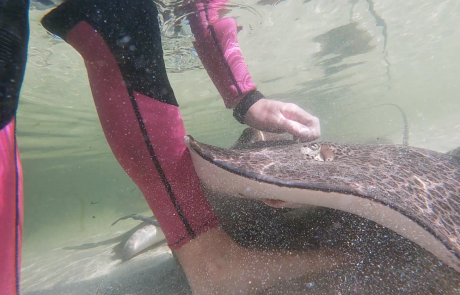 caring for sharks and rays in port Stephens
