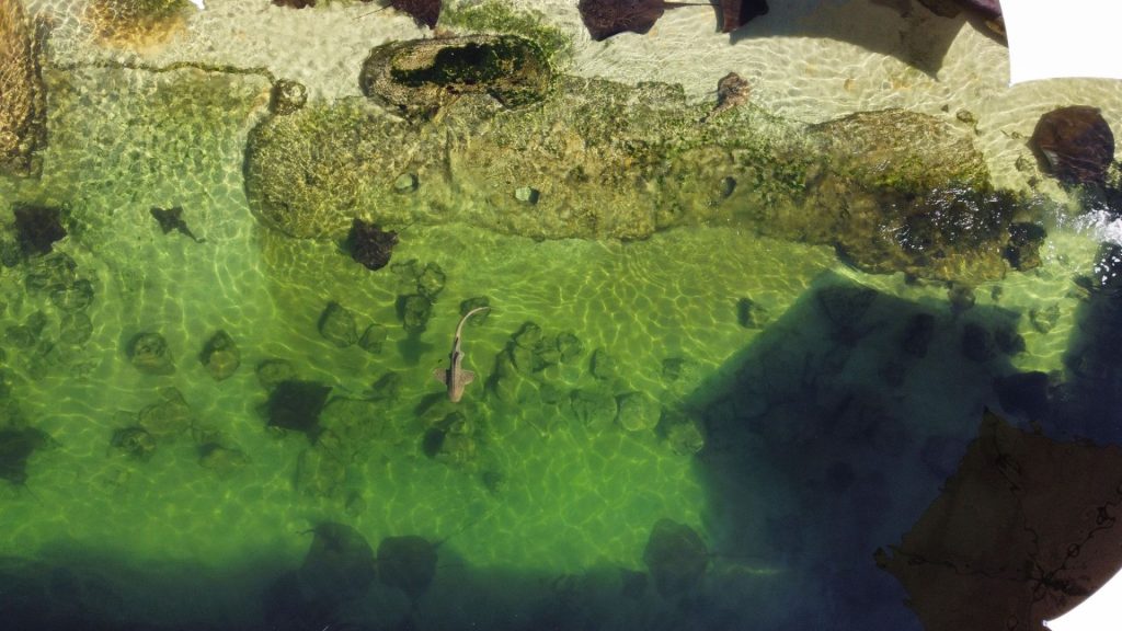 Zebra shark drone shot