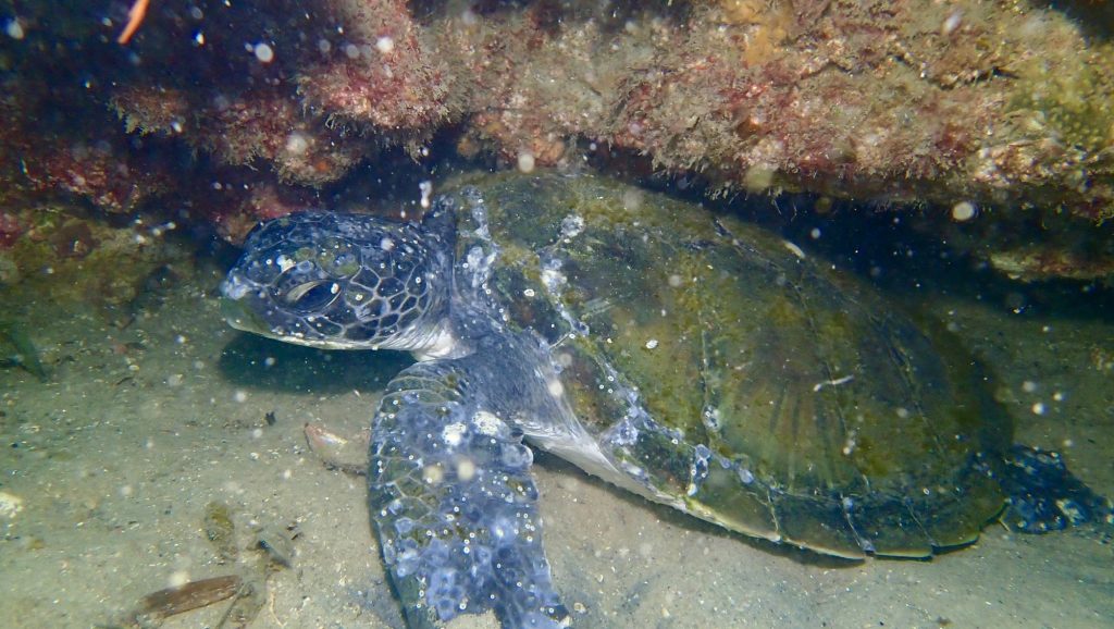 Injured turtle