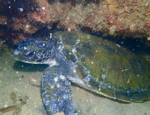 Dive rescue of injured sea turtle at Fly Point