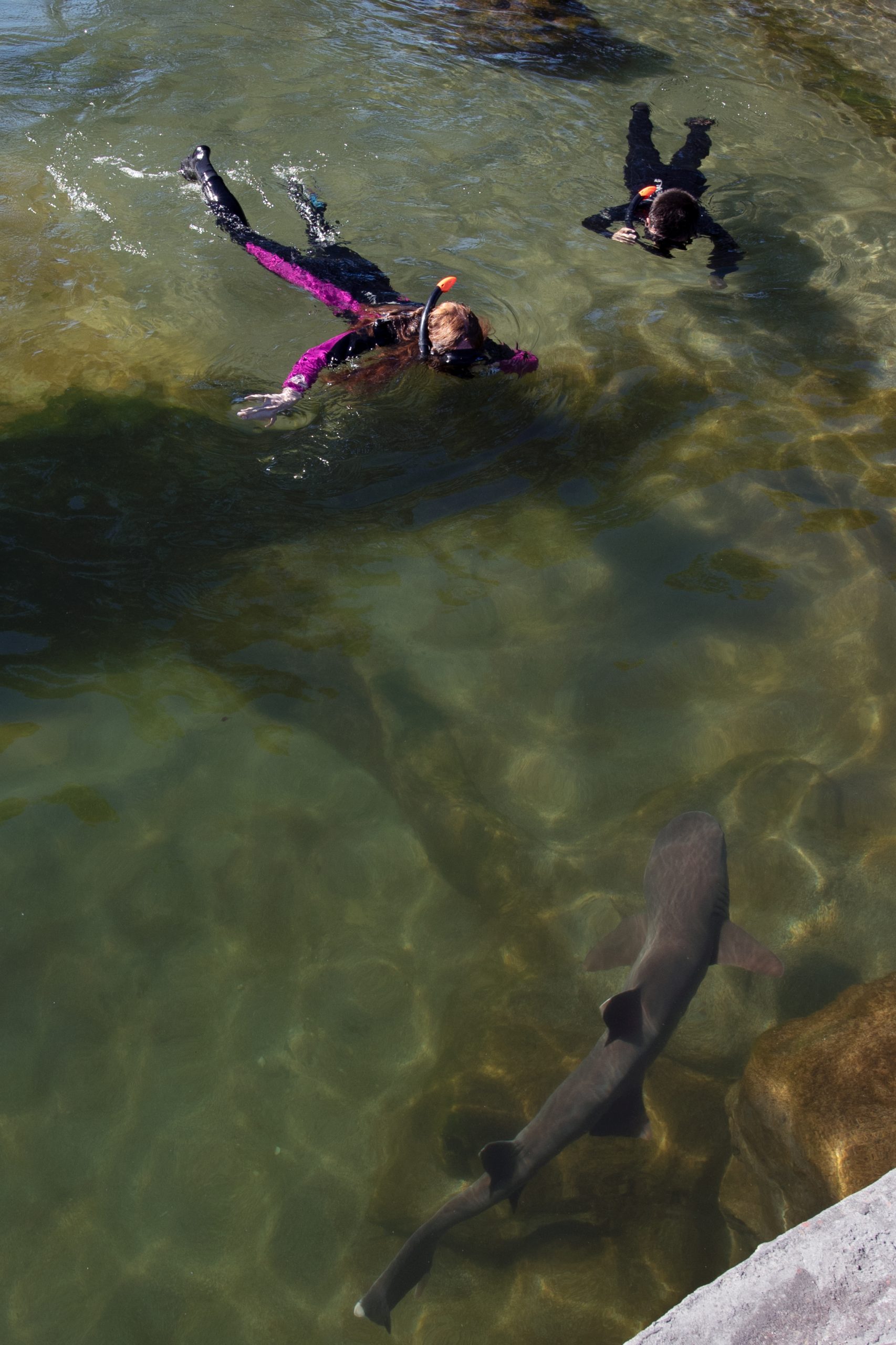 snorkel with reef sharks