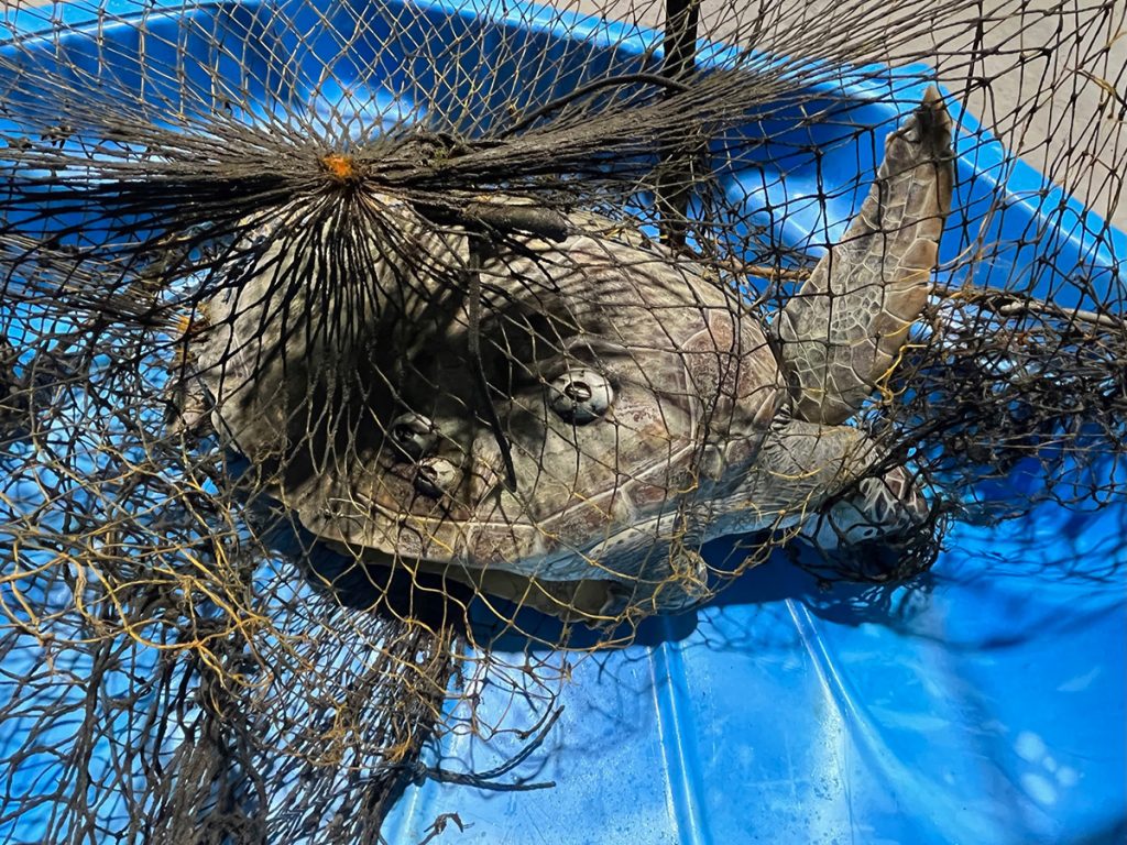 turtle in crab net