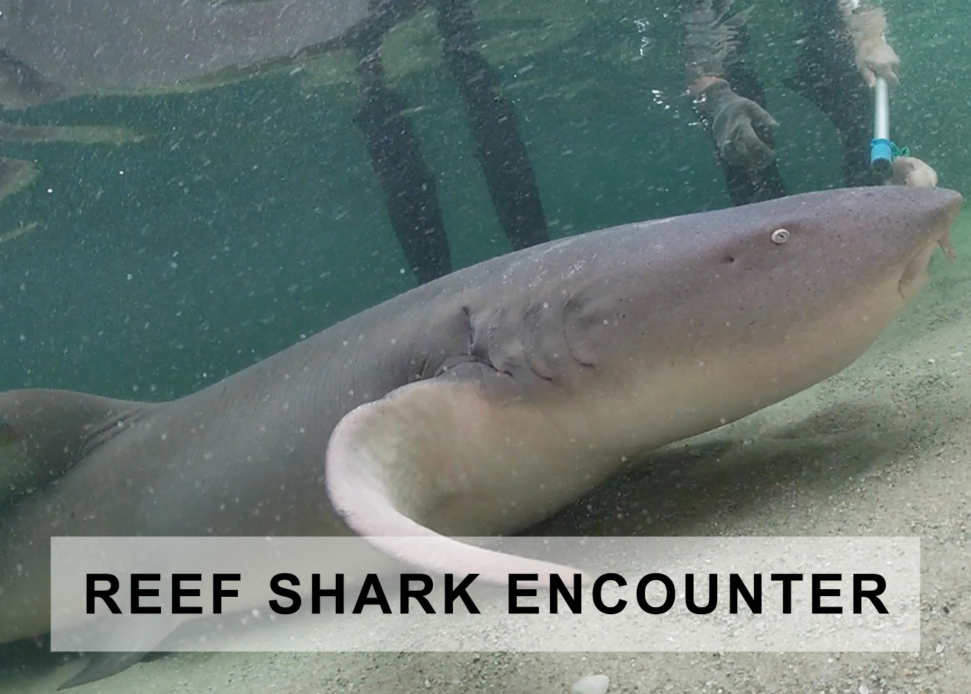 reef shark encounter