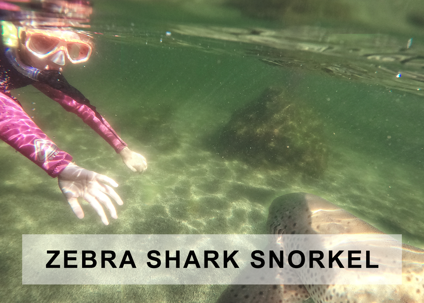 zebra shark snorkel
