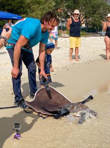 sea turtle release