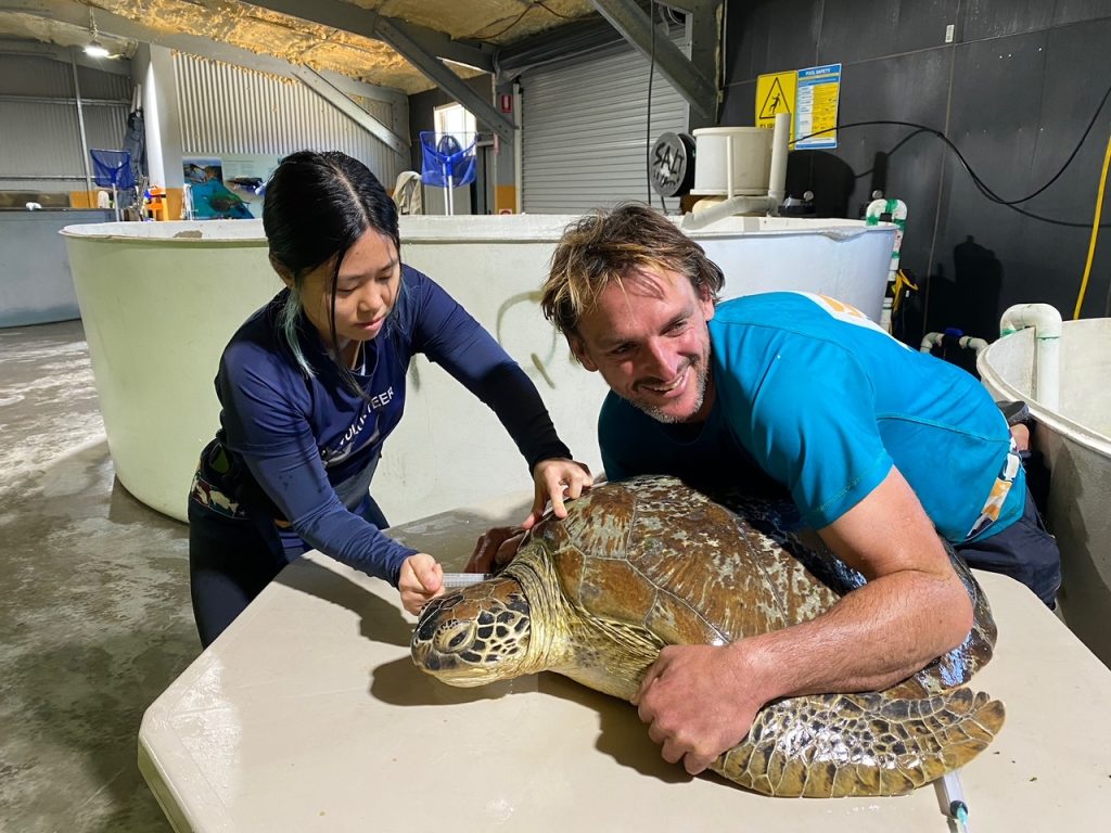 turtle rehab
