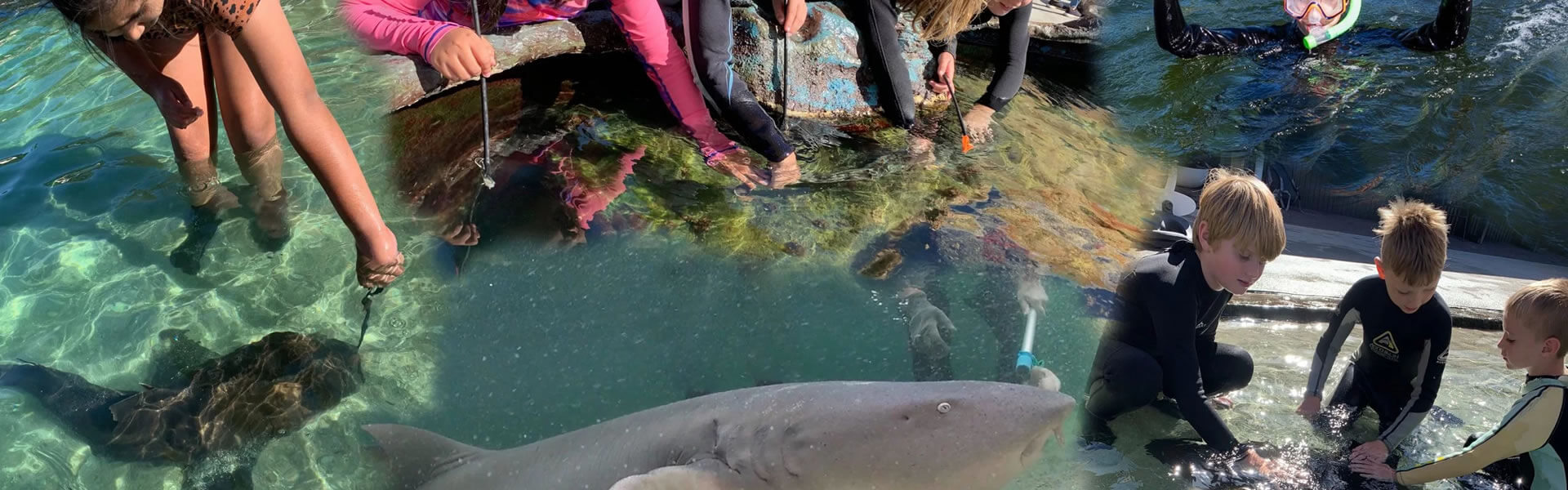 discovery cove sharks