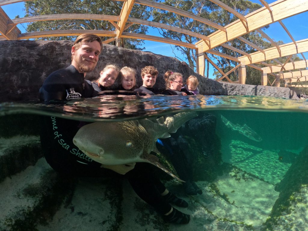 zebra shark encounter