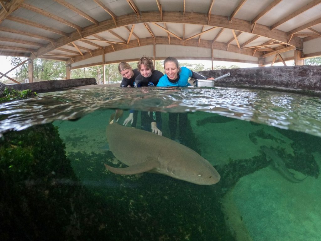 tawny nurse shark
