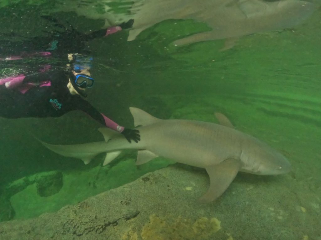 snorkel with sharks