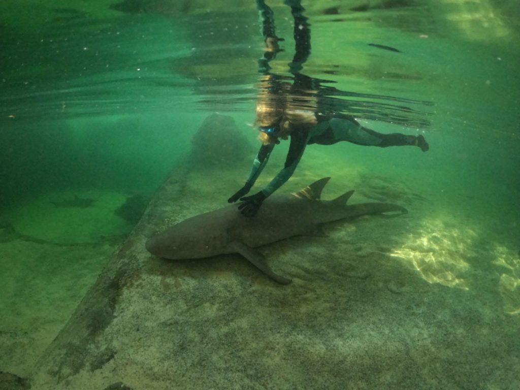 snorkel with sharks
