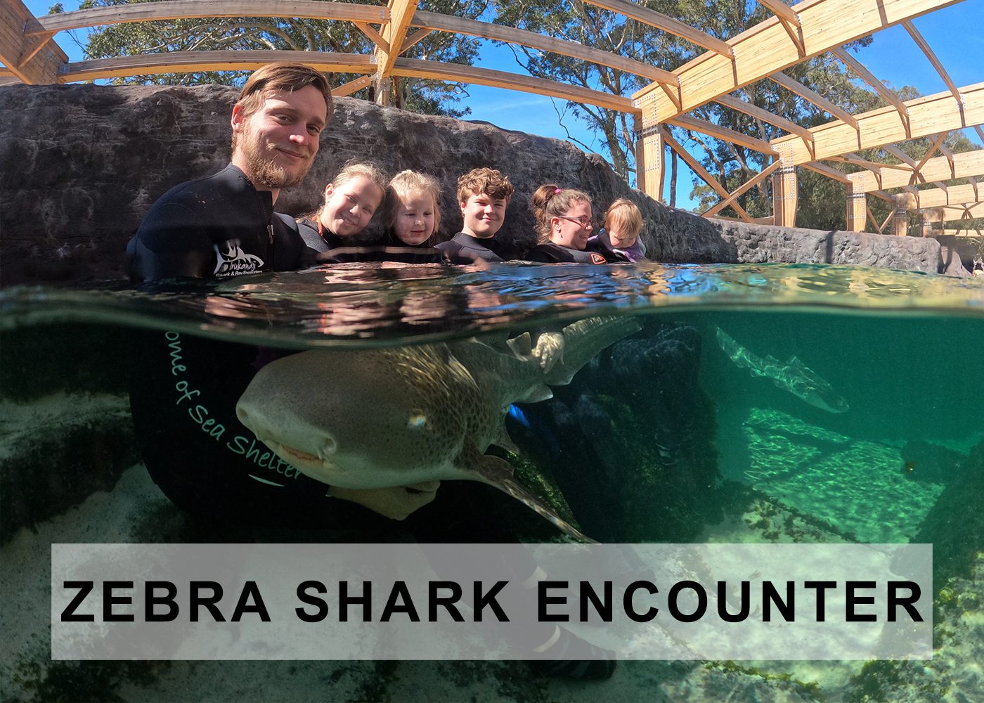 zebra shark encounter