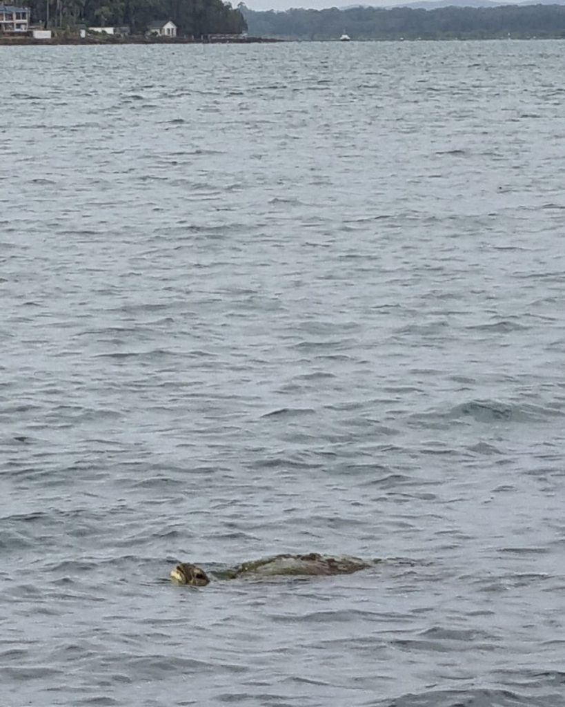 TURTLE RESCUE
