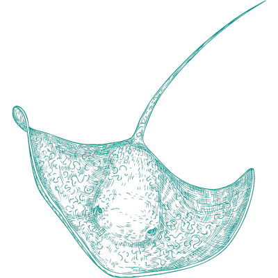 Rays - Irukandji Shark & Ray Encounters