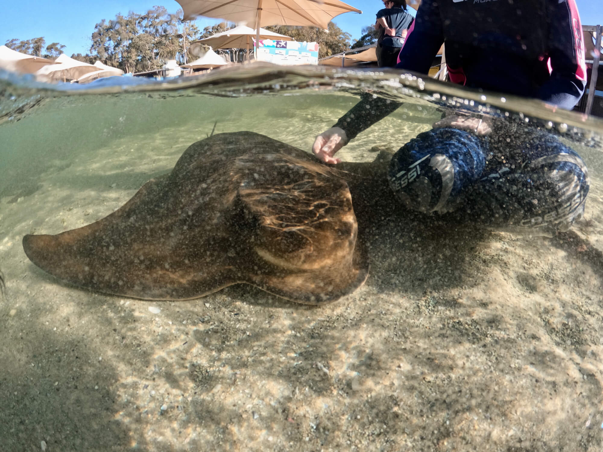 Little Ray Cuddle - Irukandji Shark & Ray Encounters