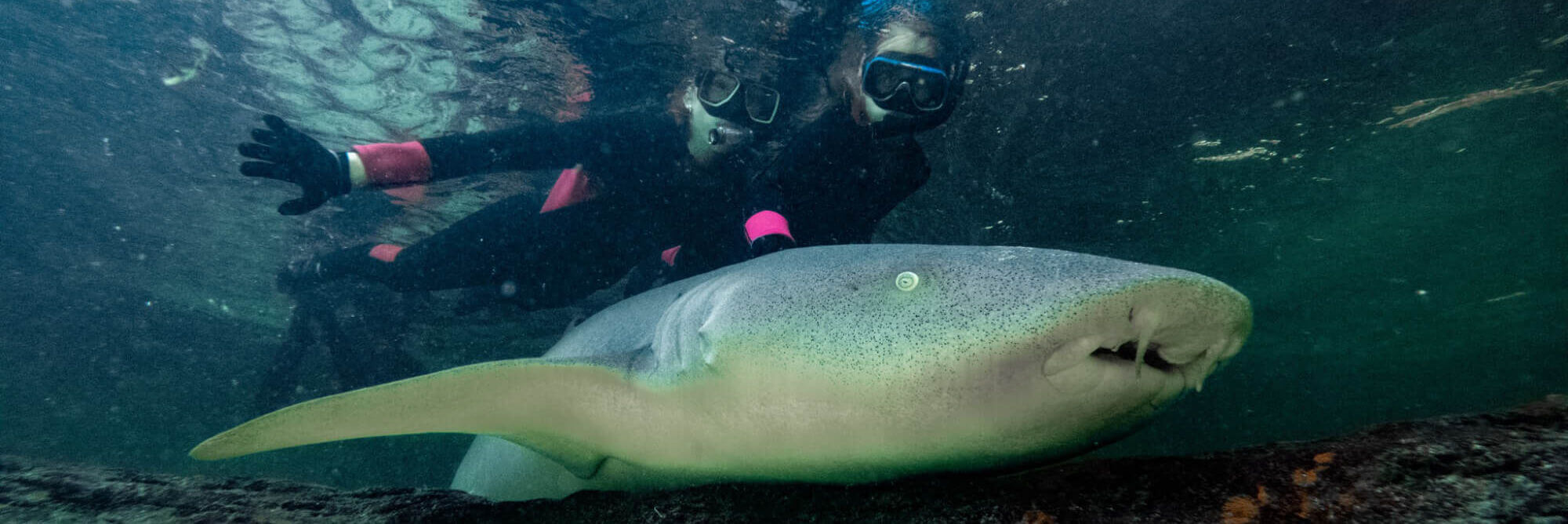 Reef Shark Snorkel Featured Image