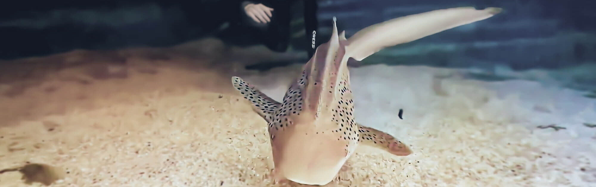 Zebra Shark Snorkel Featured Image