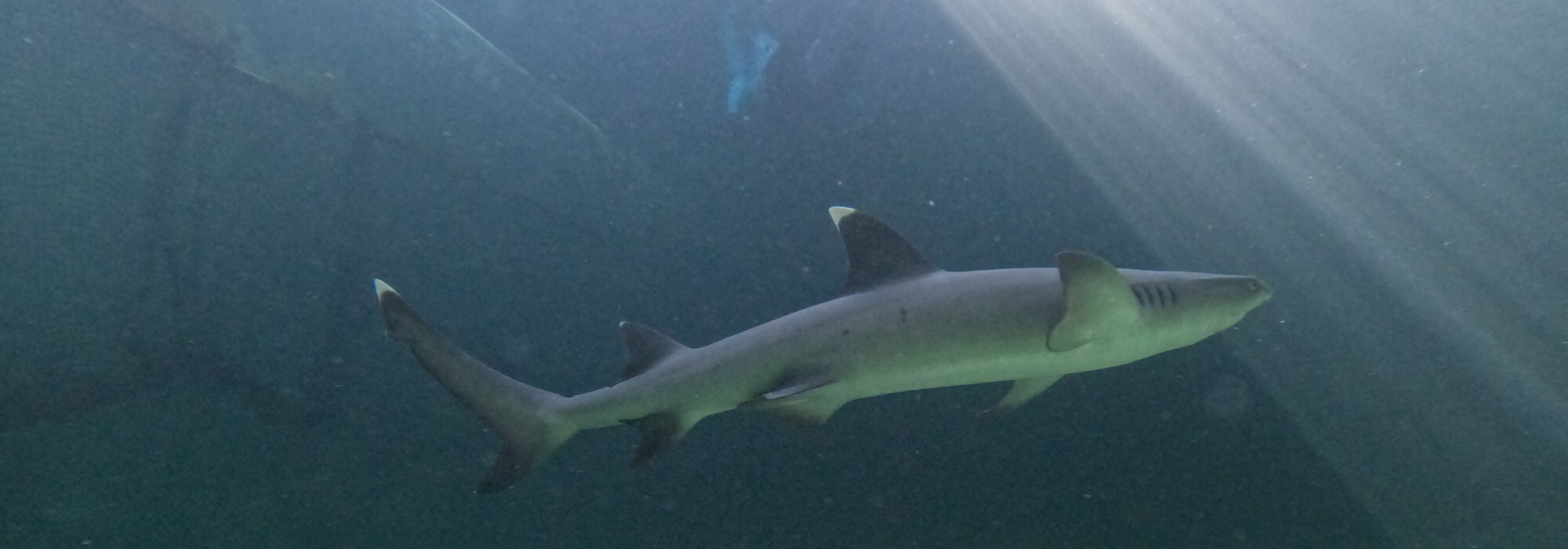 Shark and Ray Smart Featured Image