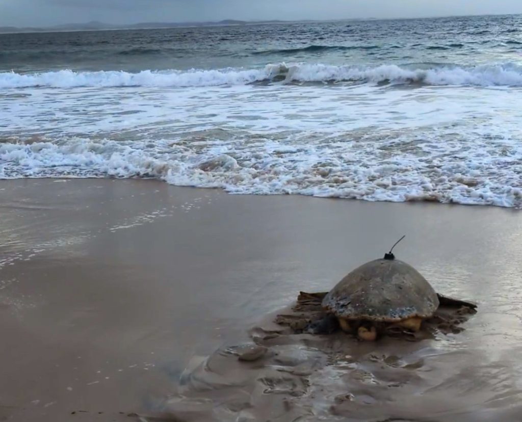 loggerhead turtle release