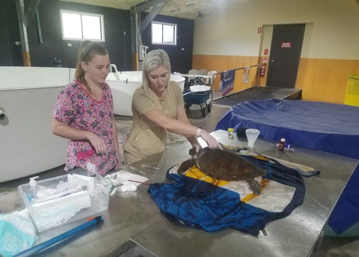 turtle rescue