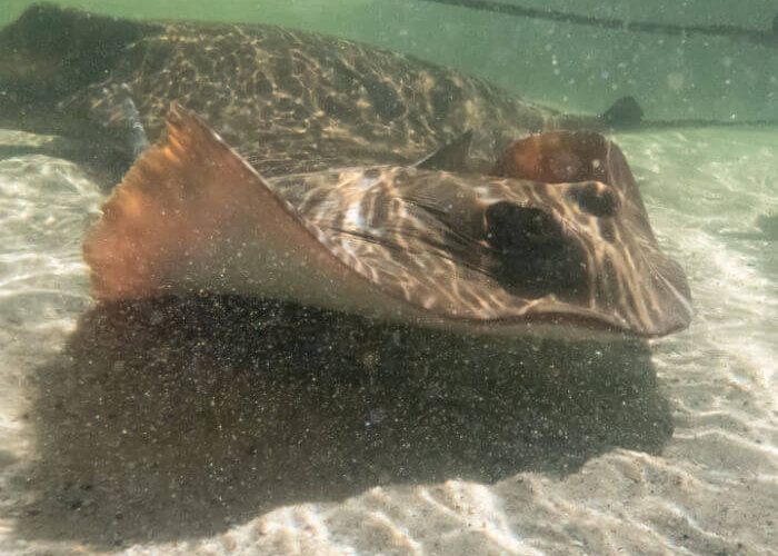 Blue Spotted Mask Ray