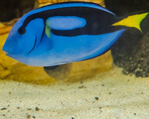 Blue Tang Image