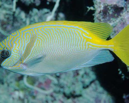 Bluelined rabbit Fish Image