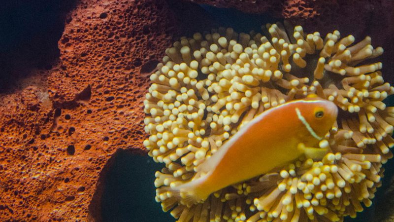 Fish featured Image