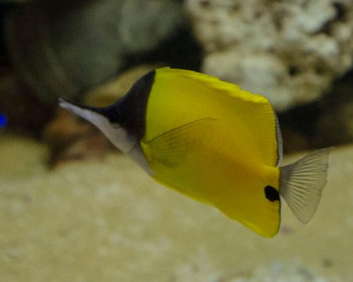 Forcips fish Image