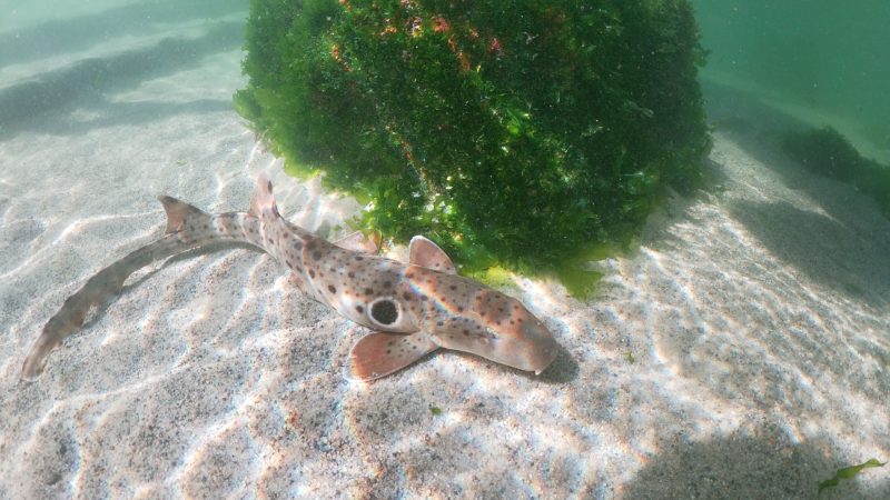 epaulette shark